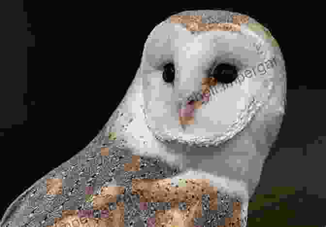 A Barn Owl, With Its Distinctive Heart Shaped Facial Disk, Perched On A Beam In An Abandoned Barn. Owls Of The World A Photographic Guide: Second Edition