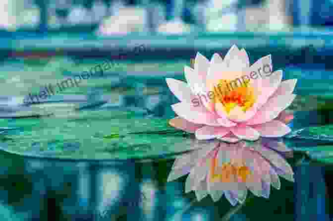 A Beautiful Image Of A Lotus Flower Blooming In A Pond Humans Of Faith: The Nectar Of Life Is The Faith Within