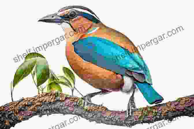 A Close Up Photograph Of A Resplendent Blue Pitta Perched On A Branch, Surrounded By Lush Vegetation, Highlighting The Guide's Exceptional Photographic Quality Birds Of Sri Lanka (Helm Wildlife Guides)