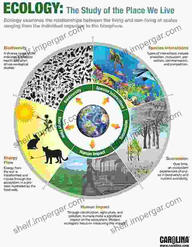 A Diagram Depicting The Interconnectedness Of All Living Organisms On Earth, Including Humans And Animals World On Fire: Humans Animals And The Future Of The Planet