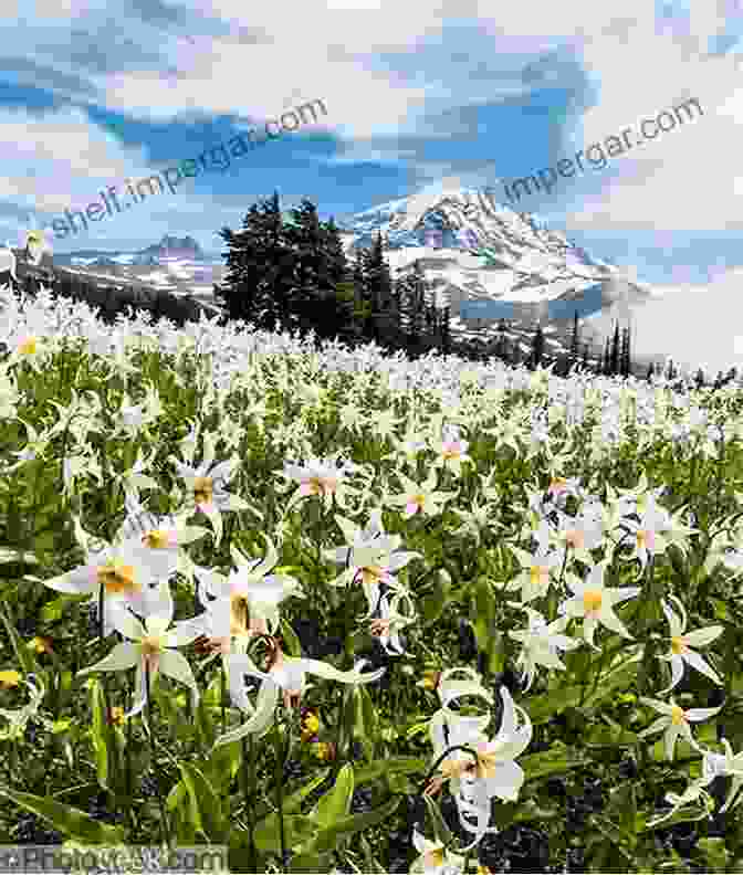 A Field Of Blooming White Lilies In Finland Finland The Country Of White Lilies