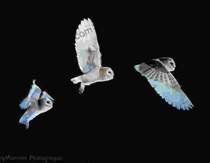 A Flock Of Owls In Flight Against A Twilight Sky. Owls Of The World A Photographic Guide: Second Edition