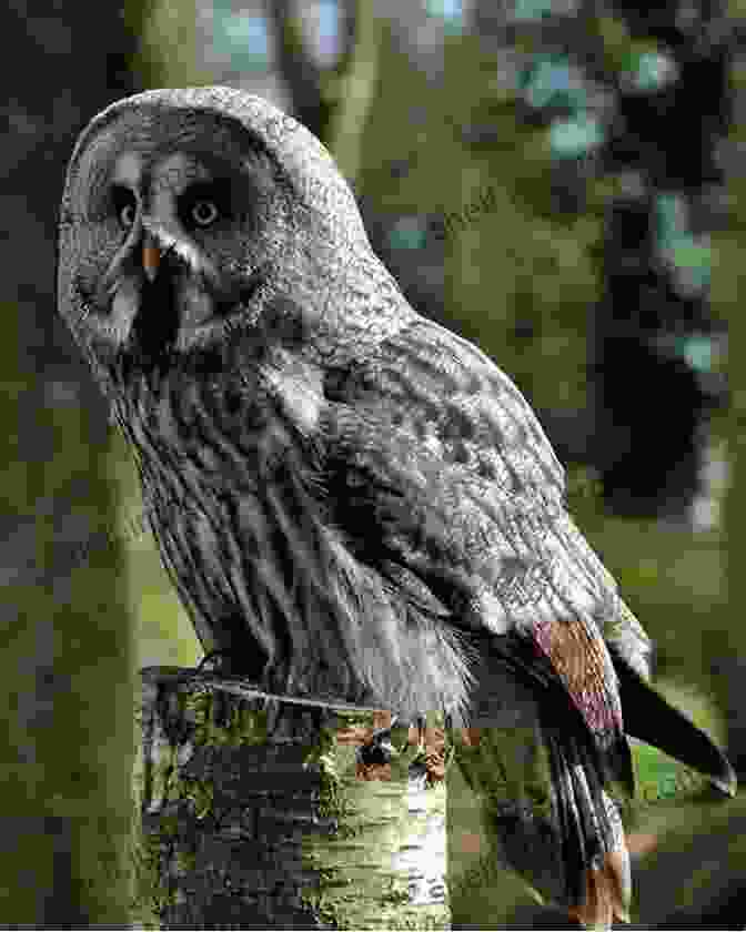 A Great Gray Owl, The Largest Owl Species In North America, Perched On A Tree Stump. Owls Of The World A Photographic Guide: Second Edition