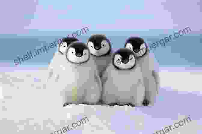 A Group Of Penguins Huddled Together On A Beach, With Snow Capped Mountains And Icebergs In The Background To The Ice And Beyond: Sailing Solo Across 32 Oceans And Seaways