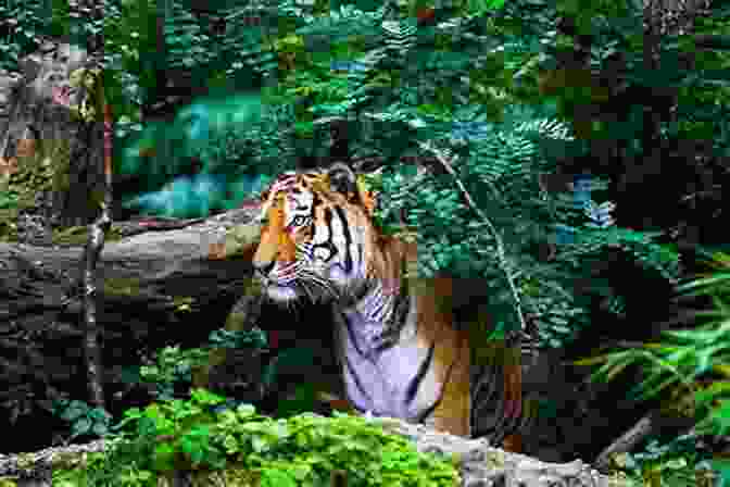 A Photo Of A Sumatran Tiger, An Endangered Species, In Its Natural Habitat Endangered Species Threatened Convention: The Past Present And Future Of CITES The Convention On International Trade In Endangered Species Of Wild Fauna And Flora