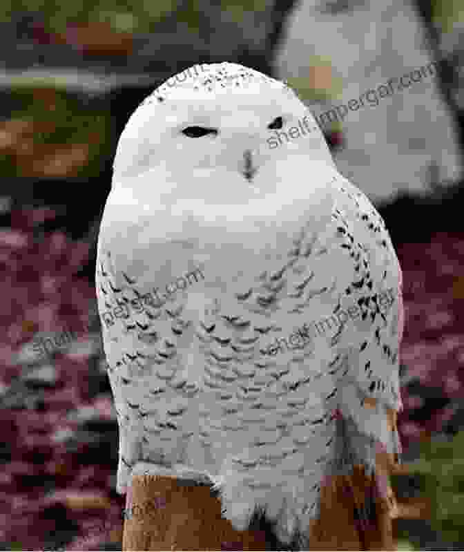 A Snowy Owl, With Its Distinctive White Plumage, Perched On A Snow Covered Rock. Owls Of The World A Photographic Guide: Second Edition