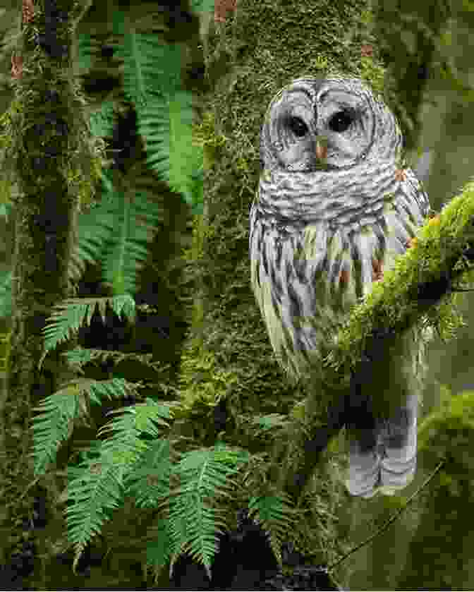 A Tropical Owl, With Its Vibrant Plumage, Perched On A Tree Branch In A Rainforest. Owls Of The World A Photographic Guide: Second Edition