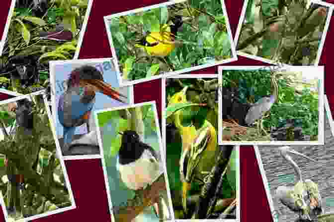 A Vivid Collage Of Sri Lankan Bird Species In Their Natural Habitats, Showcasing The Island's Rich Biodiversity Birds Of Sri Lanka (Helm Wildlife Guides)