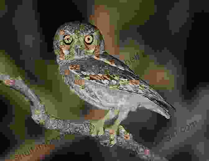 An Elf Owl, The Smallest Owl Species, Perched On A Branch. Owls Of The World A Photographic Guide: Second Edition