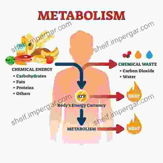 Metabolic Pathways Infographic Eat Smarter: Use The Power Of Food To Reboot Your Metabolism Upgrade Your Brain And Transform Your Life