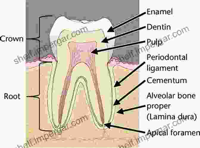 Periodontal Anatomy And Pathology Color Atlas Of Dental Medicine: Periodontology