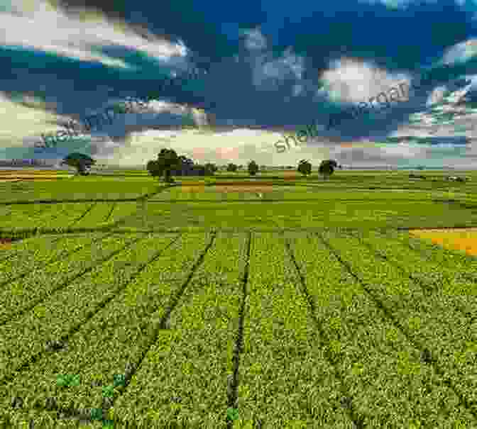 Rows Of Crops In A Field, Representing The Cyclical Nature Of Life And The Enduring Legacy Of The Farm Eight Summers On The Farm A Lifetime Of Memories