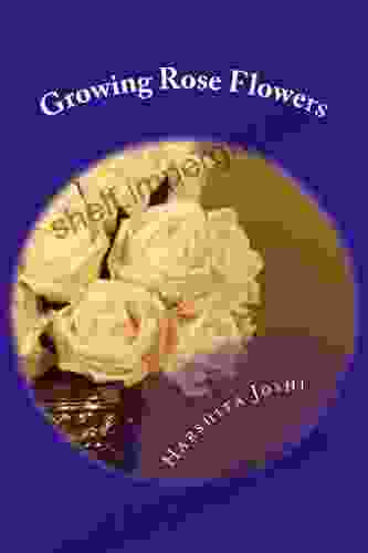 Growing Rose Flowers (All About Flowers And Gardening)