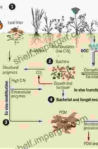 Soil Processes And The Carbon Cycle (Advances In Soil Science 11)